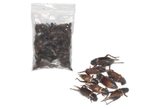 コーンスネーク 飼育方法