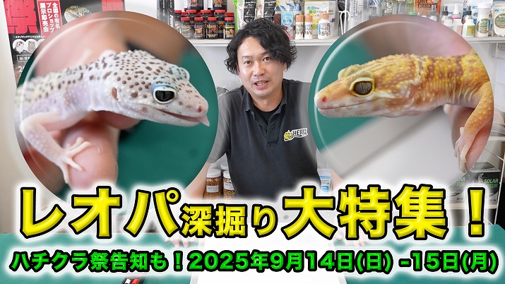 レオパの特集とハチクラ祭告知 | 爬虫類倶楽部 レオパ 飼育セット